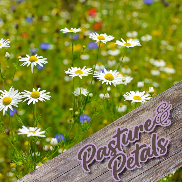 Body Cream - 4 oz - Pasture & Petals