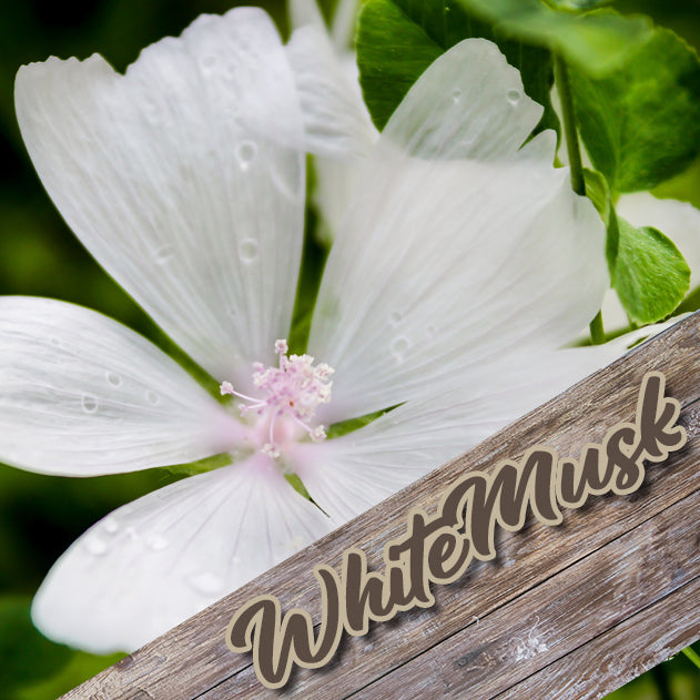 Body Cream - 4 oz - White Musk